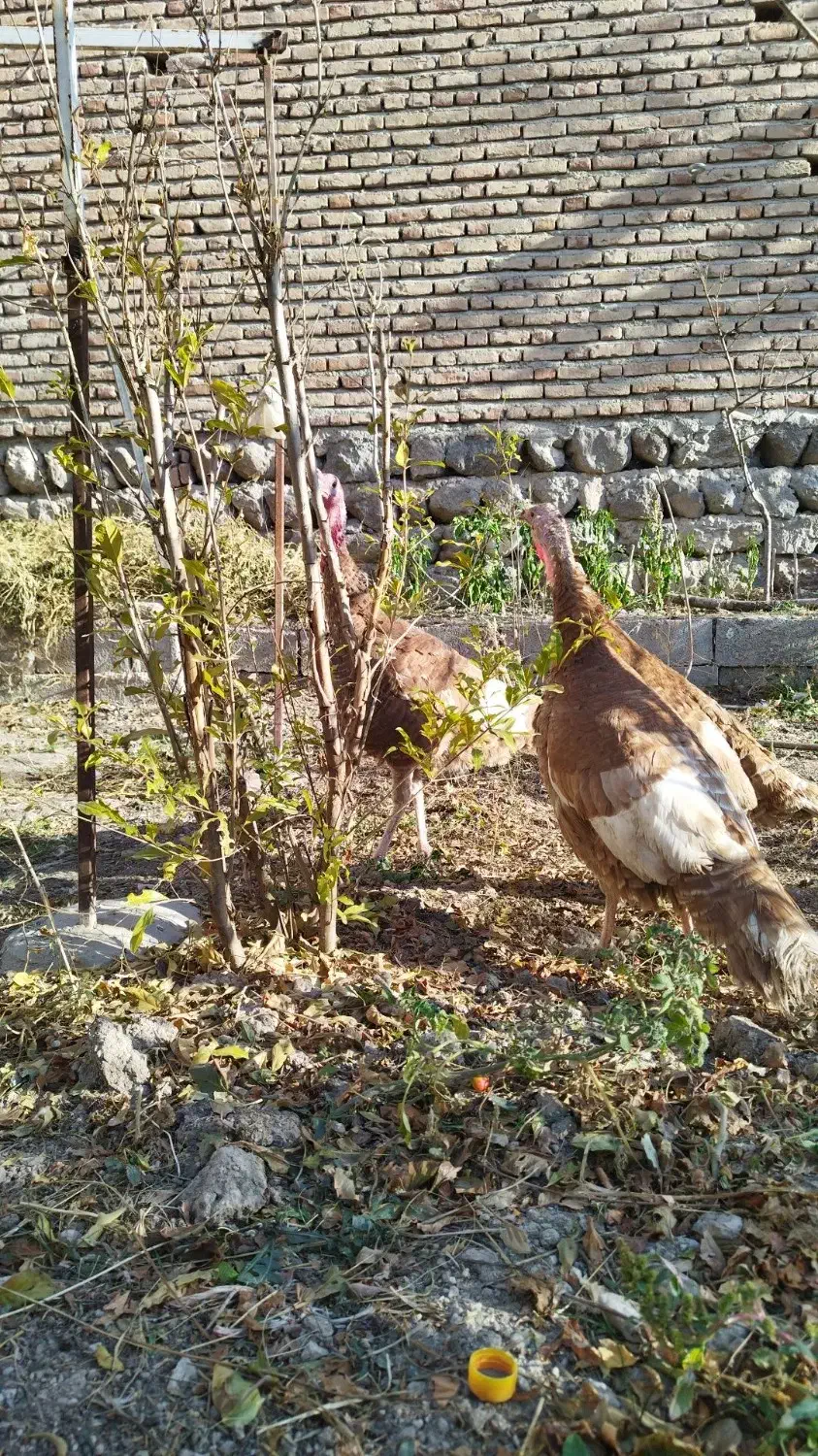 بوقلمون|حیوانات مزرعه|مشگین شهر, |دیوار