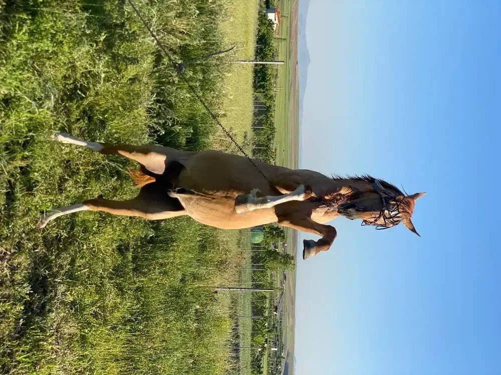 فروش فوری  اسب|حیوانات مزرعه|کندوان, |دیوار