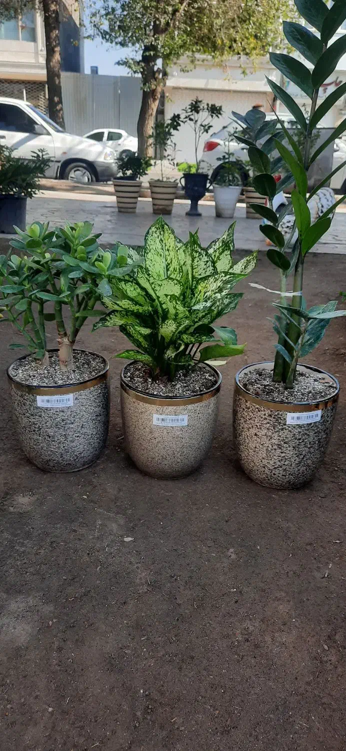 گل های مناسبت روز مادر رسید|گل و گیاه طبیعی|بیرجند, |دیوار