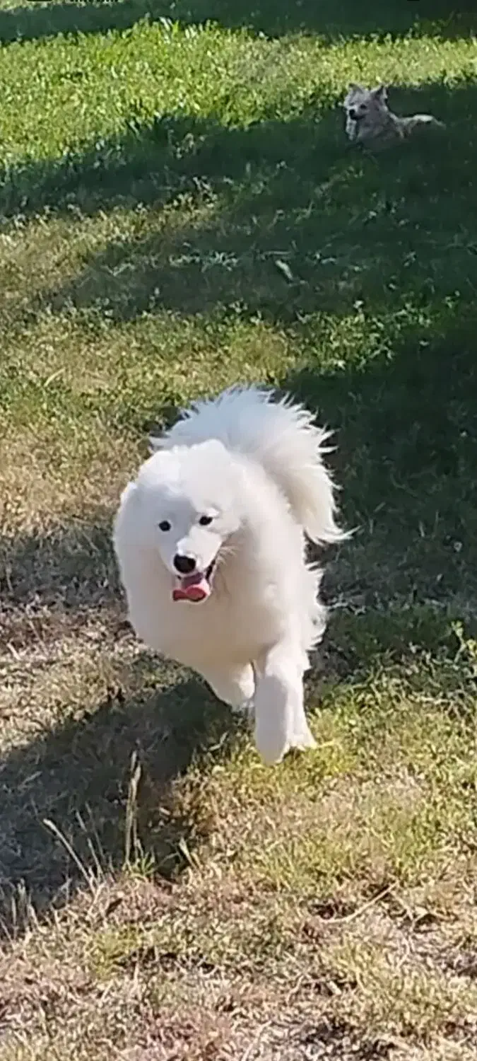 سگ ماده|سگ|شیراز, داریون|دیوار