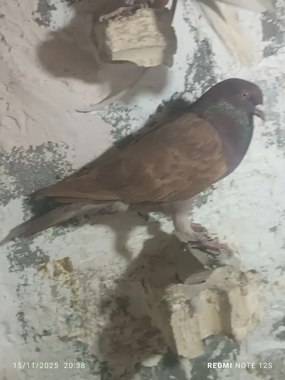 کبوتر|حیوانات|نیشابور, شهرک رسولی|دیوار