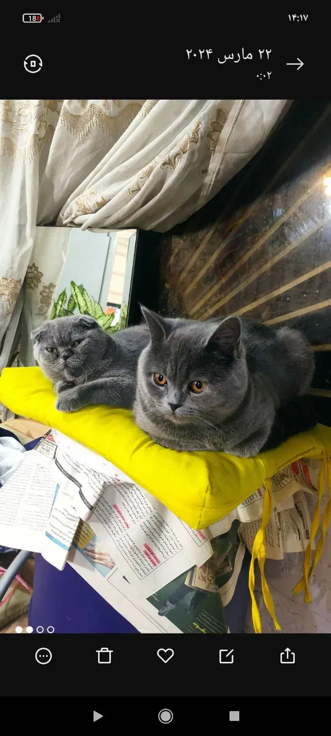 شهر گربه های مخملی|گربه|چهاردانگه (تهران), |دیوار