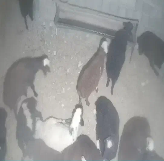 بره نر گوسفند بره|حیوانات مزرعه|چهارباغ, |دیوار