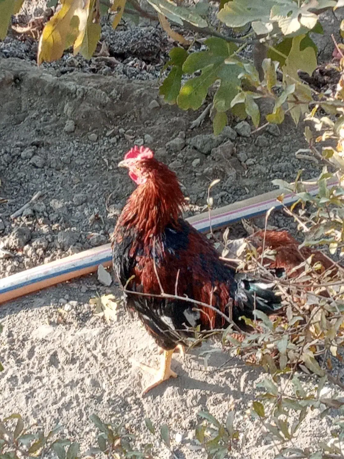 خروس|حیوانات مزرعه|محمدشهر, محمدشهر|دیوار