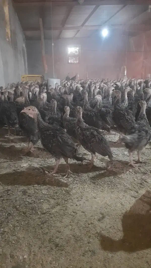 بوقلمون برنز|حیوانات مزرعه|مرودشت, ثبت احوال|دیوار