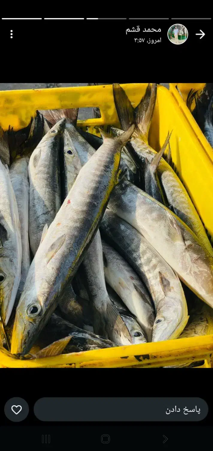 میگو پاک شده دریایی رسید|خوردنی و آشامیدنی|فسا, |دیوار