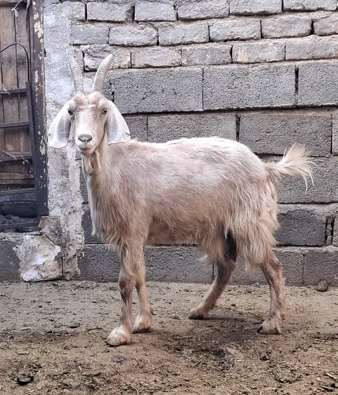 بز دورگ|حیوانات مزرعه|قم, پردیسان|دیوار