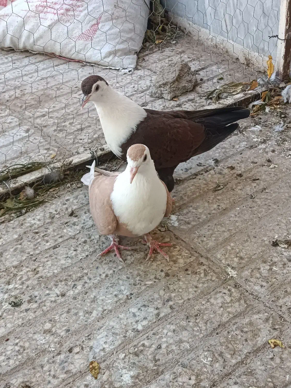 کفتر هفترنگ دم سفید.یهودی.سینه سیاه.کلاغ دم سفید|پرنده|سبزوار, جوادیه شرقی|دیوار