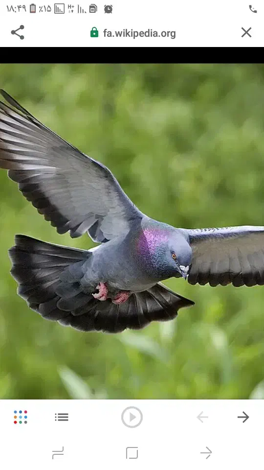 یک جفت سوسکی نرو ماده گم شده عکس نمایشی هست|پرنده|تربت‌حیدریه, بالا ولایت|دیوار