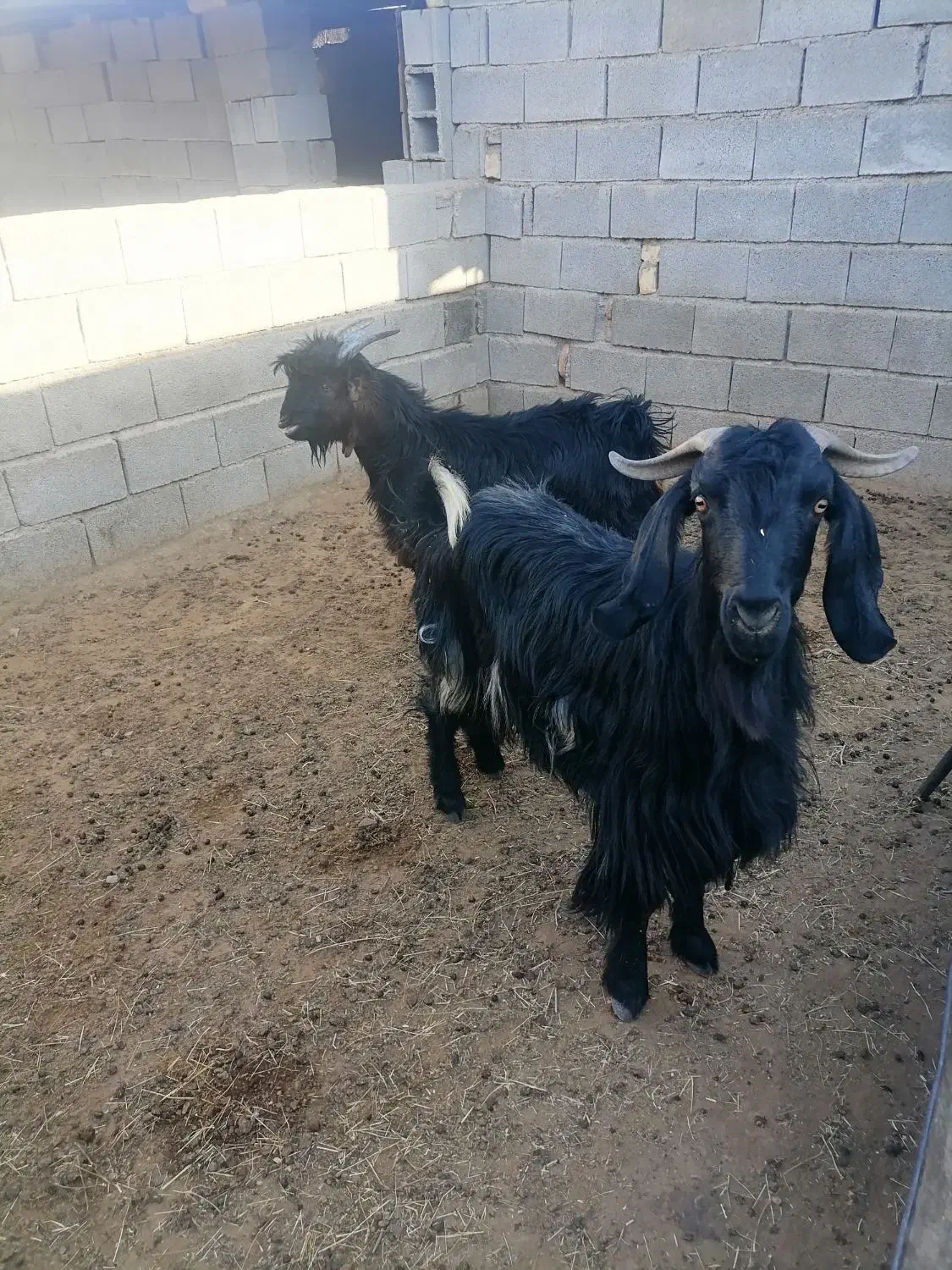 بزوکهره|حیوانات مزرعه|کوهنجان, |دیوار