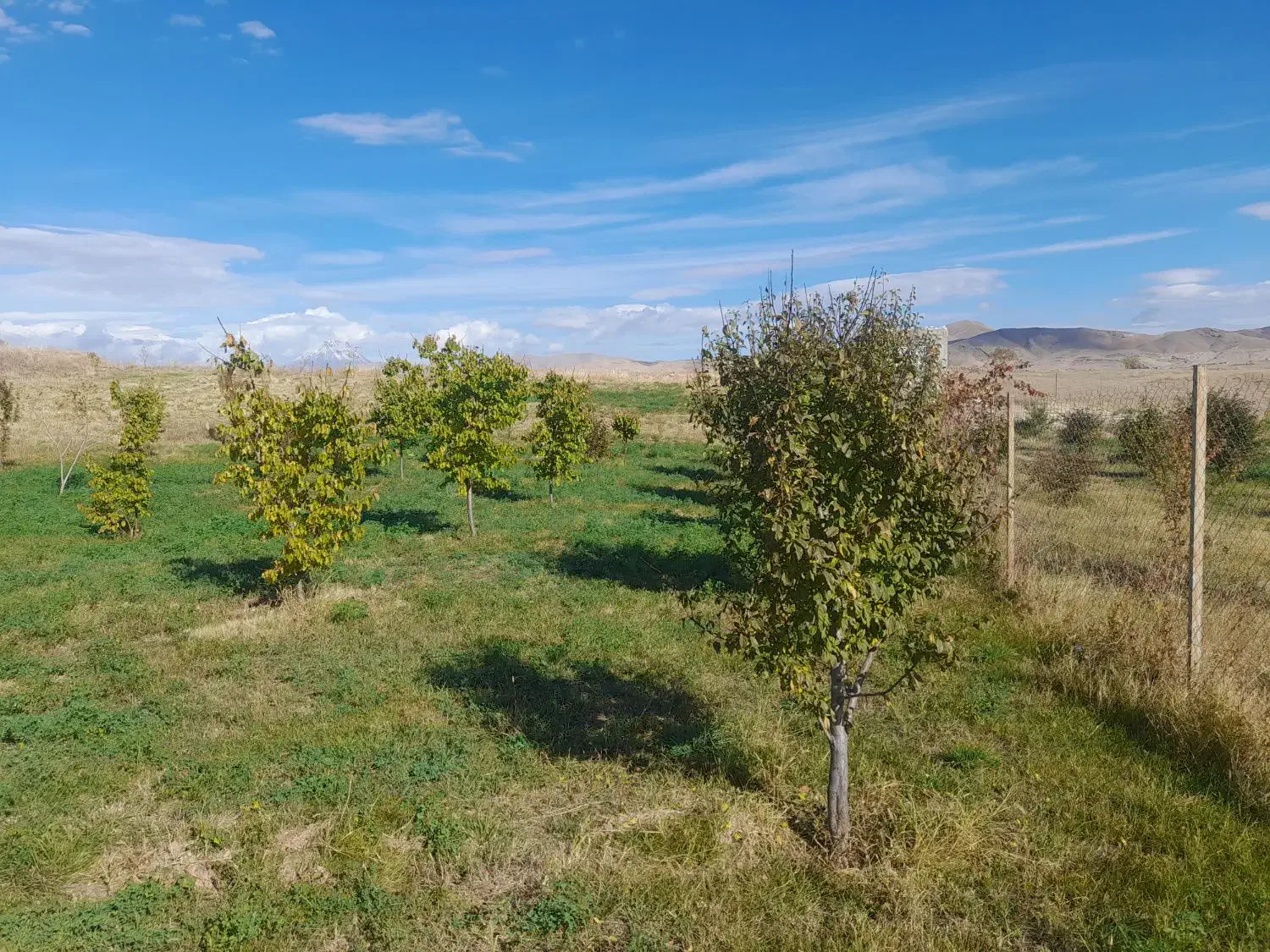 زمین زراعی|فروش زمین و ملک کلنگی|بازرگان, |دیوار