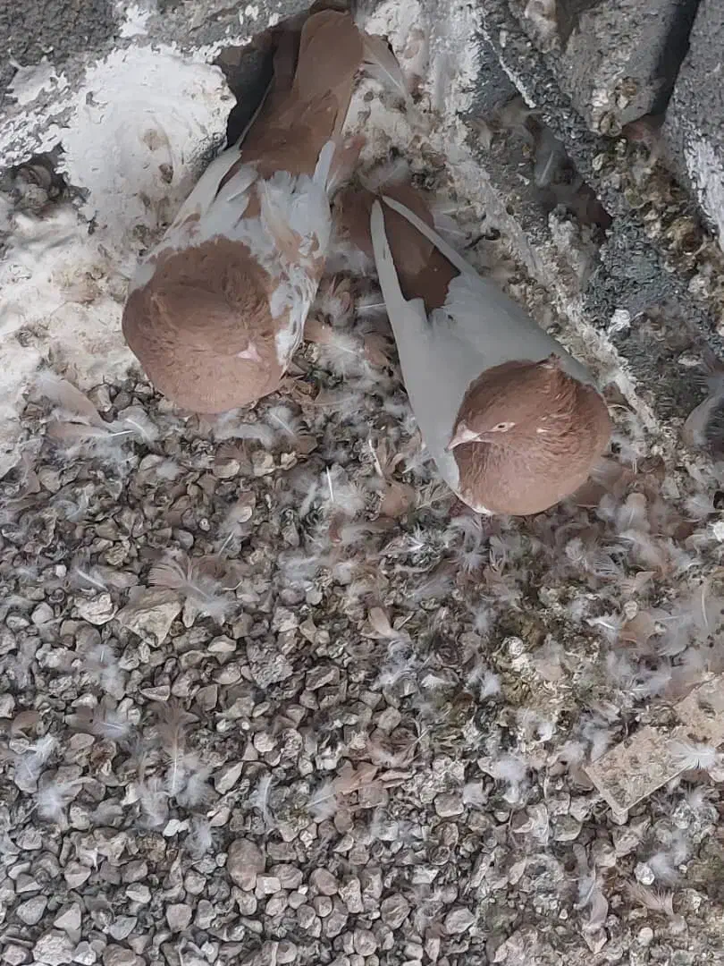 کبوتر سینه ای|پرنده|شیراز, پودنک|دیوار