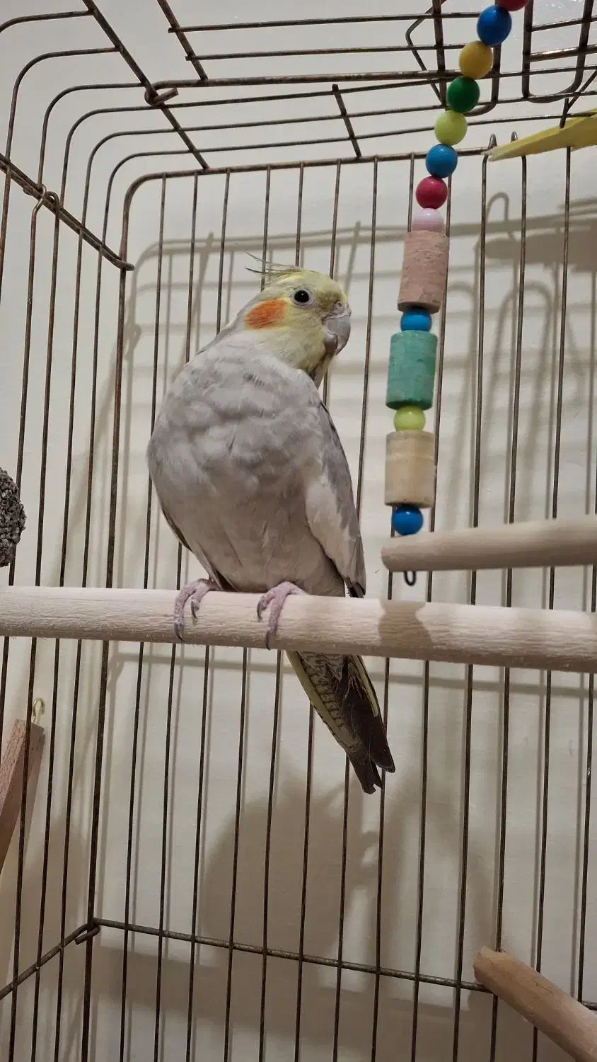 عروس هلندی ماده یکساله|پرنده|تهران, شهید اسدی|دیوار