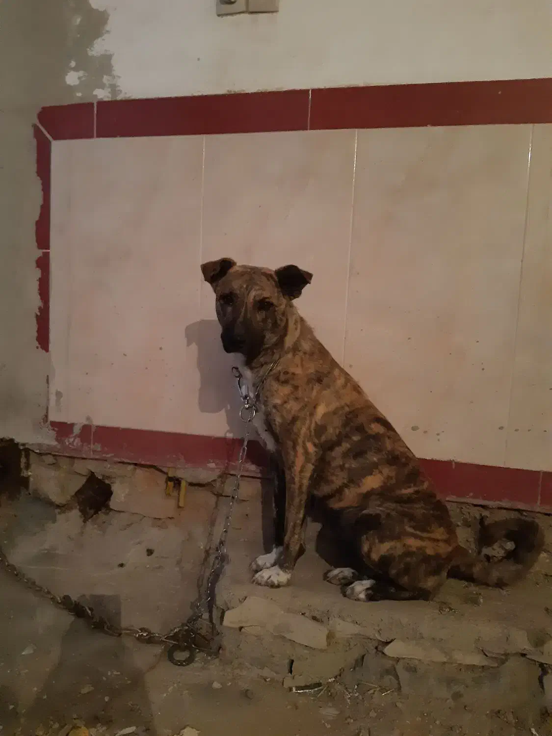 سگ افغان|سگ|کرمانشاه, |دیوار