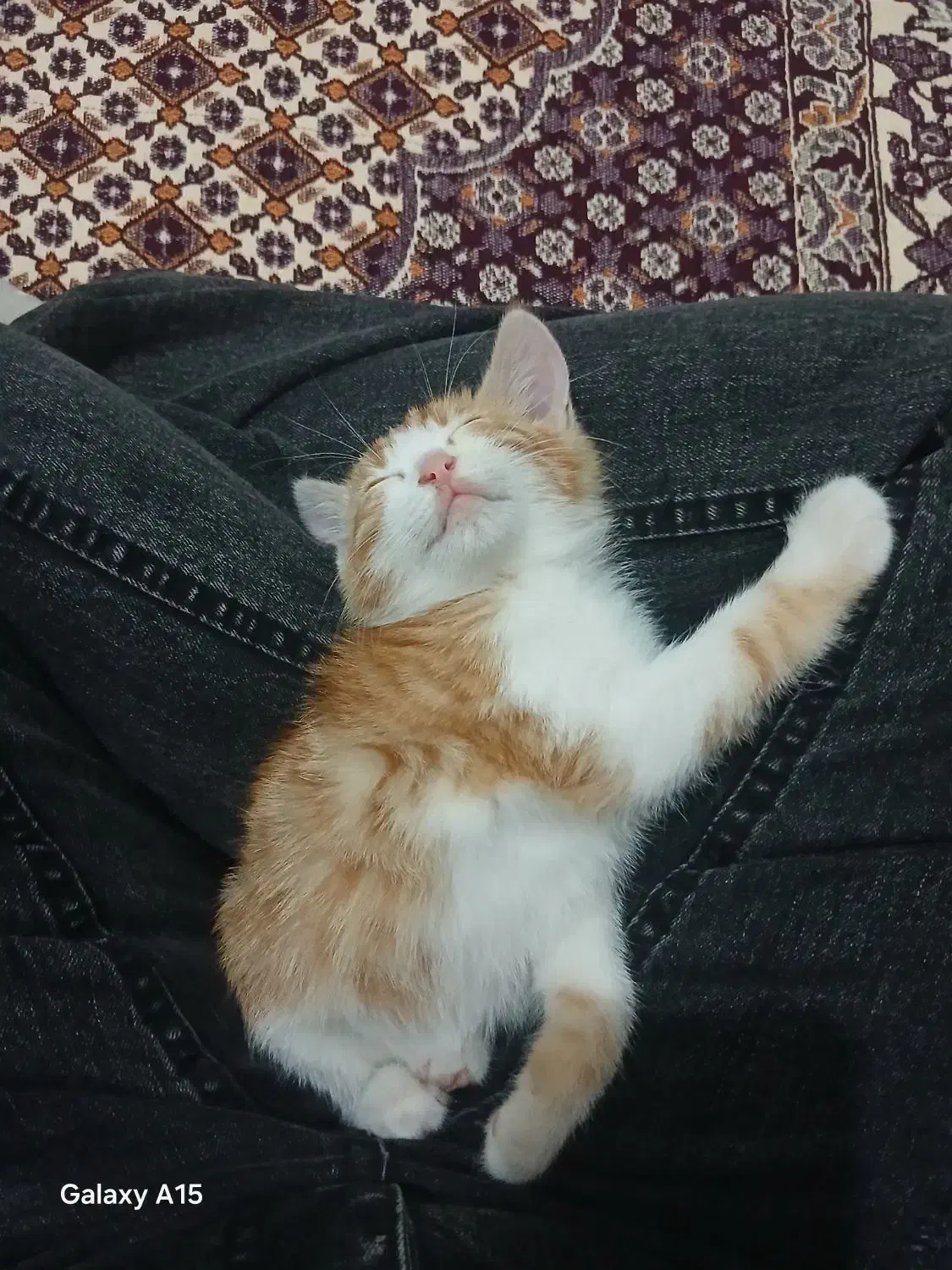 فروشی|گربه|مراغه, |دیوار