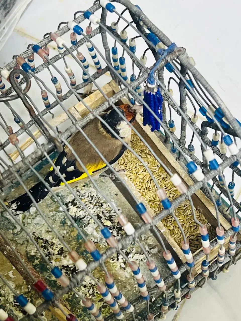 سیره قناری|پرنده|سرپل ذهاب, |دیوار