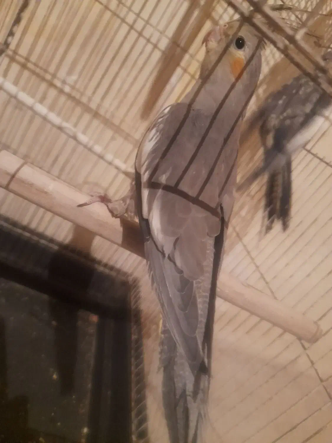 عروس|پرنده|ارومیه, |دیوار