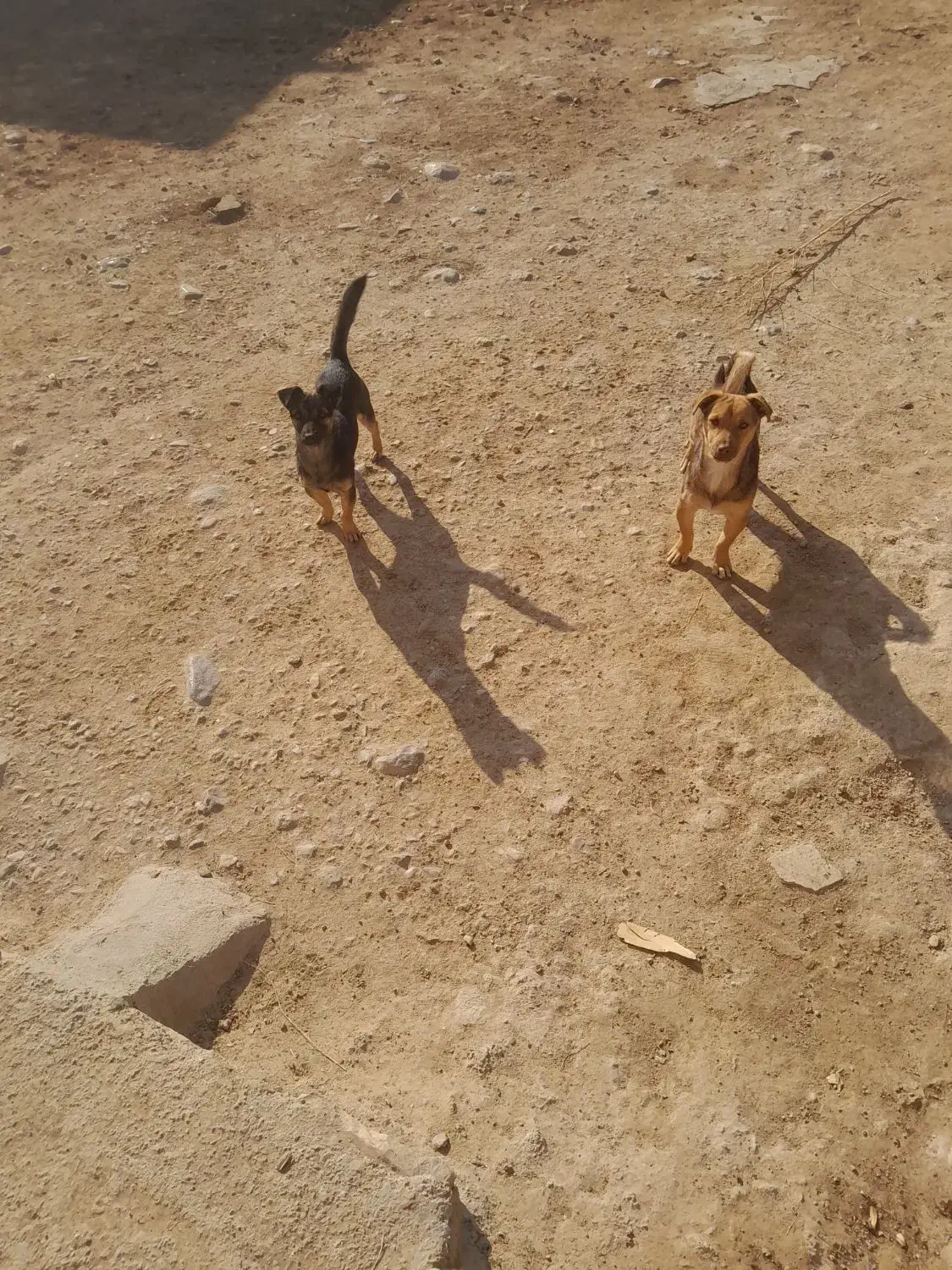 سگ پاکوتاه نر وماده|سگ|شیروان (خراسان), |دیوار