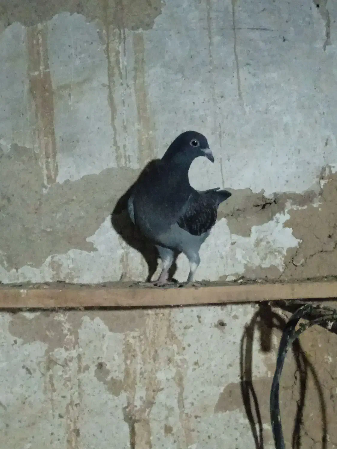 پرنده|پرنده|اردبیل, |دیوار