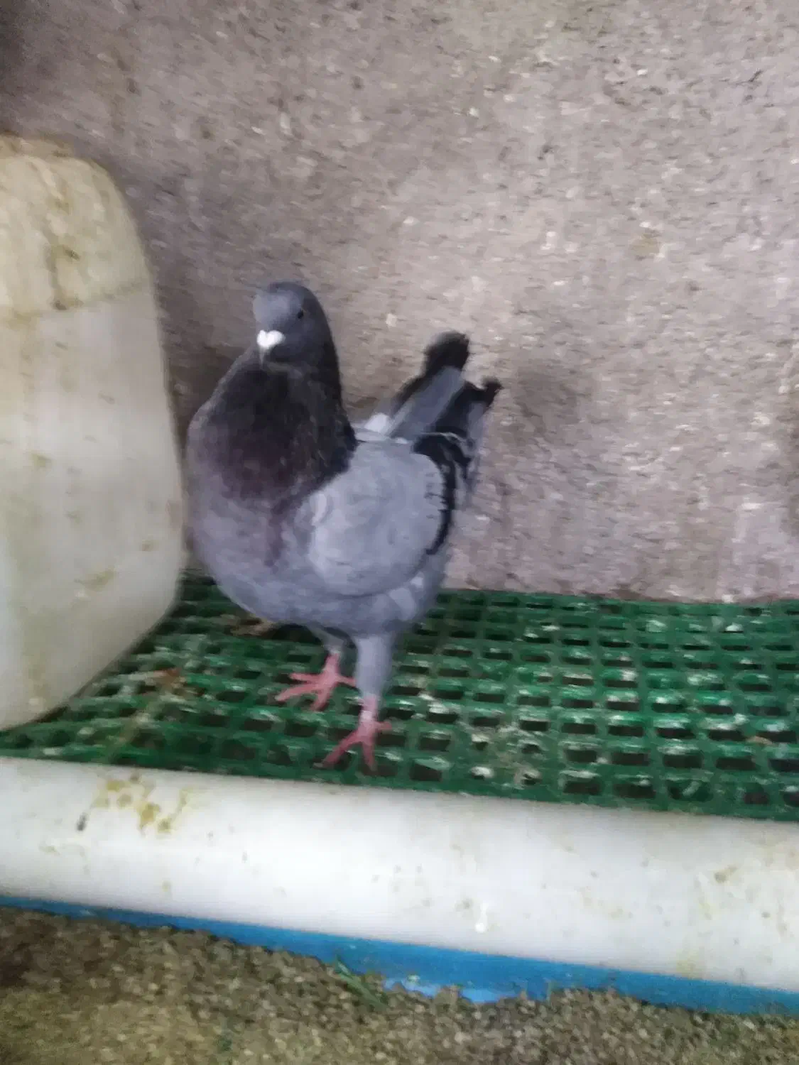 کبوتر کینگ|پرنده|قزوین, |دیوار