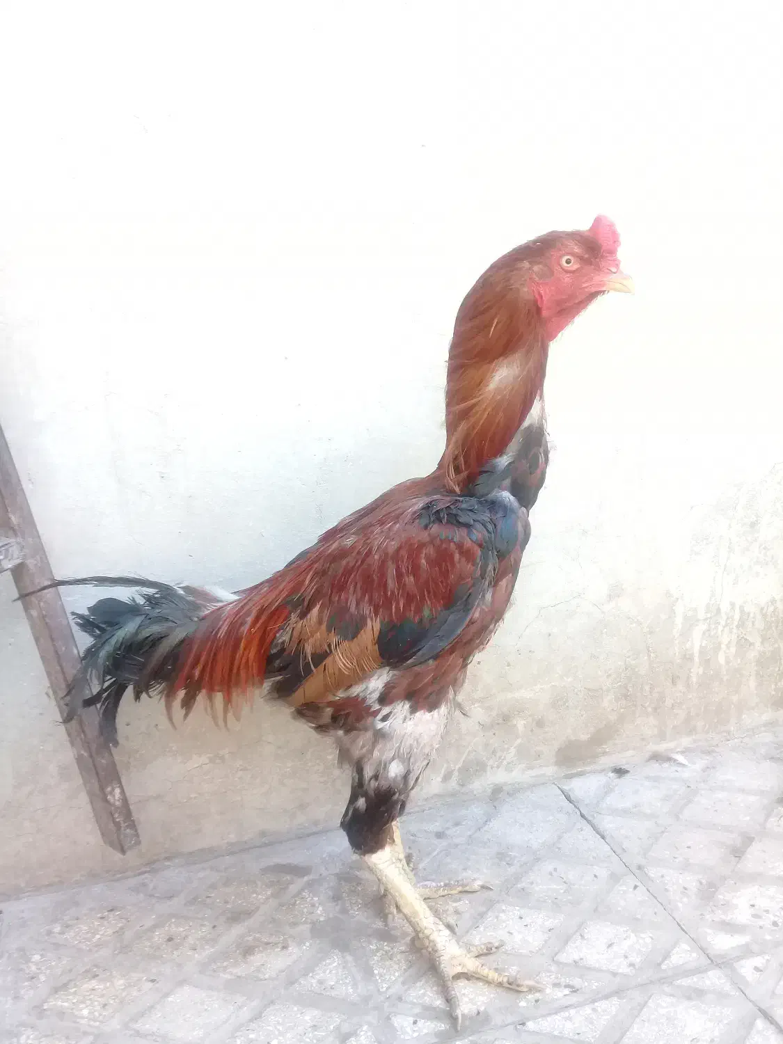 خروس ومرغ لاری|حیوانات مزرعه|ابهر, |دیوار