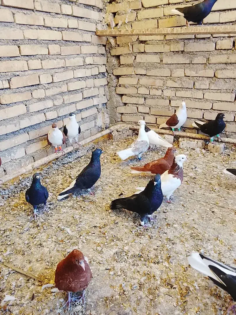 حمیدیه|پرنده|سوسنگرد, |دیوار