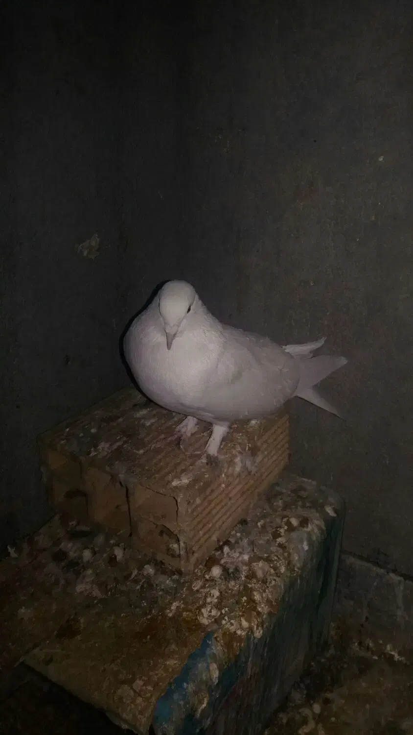 نرسفید پور|پرنده|فولادشهر, فولادشهر|دیوار