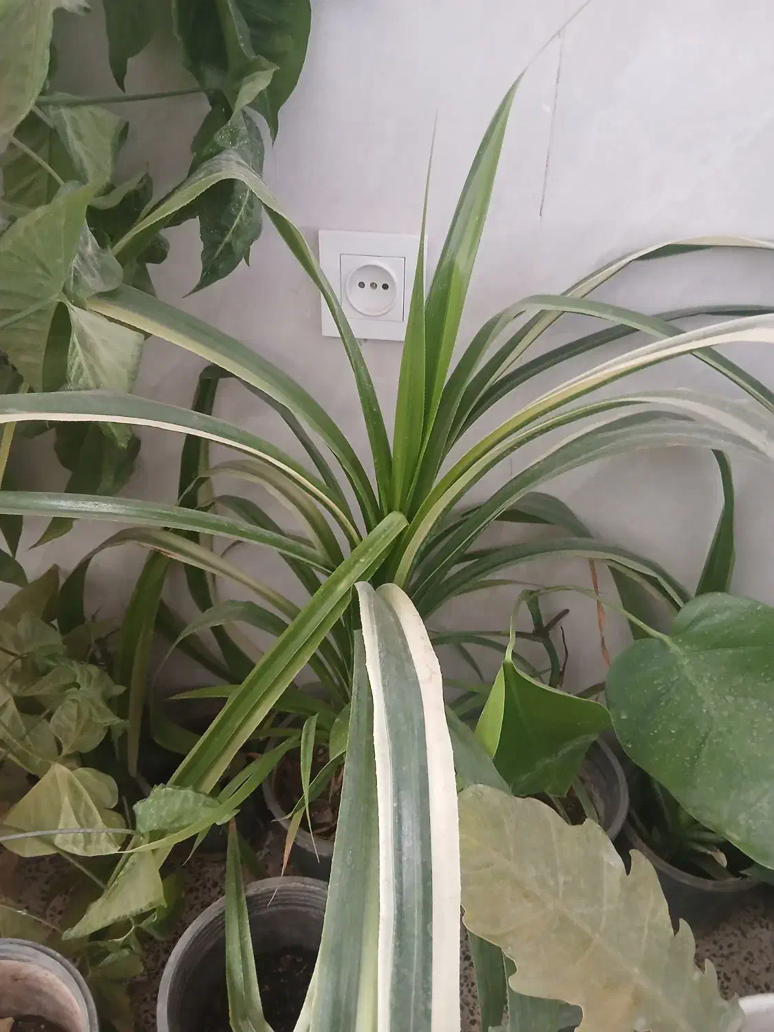 گلهای طبیعی|گل و گیاه طبیعی|شازند, |دیوار