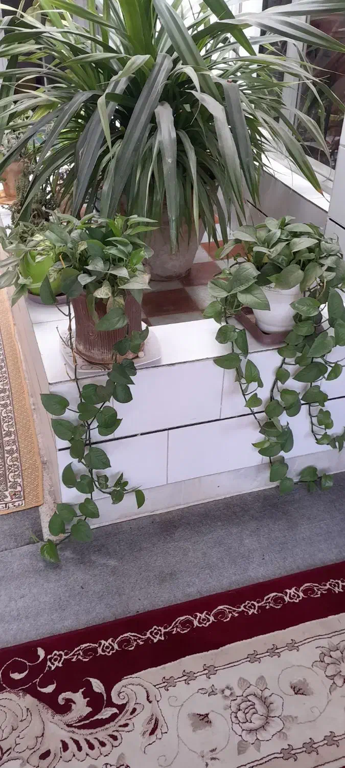 تعدادی گل|گل و گیاه طبیعی|مبارکه, |دیوار