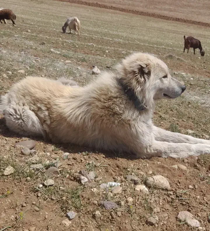 سگ گله معاوضه با سگ نگهبان|سگ|کشاورز, |دیوار