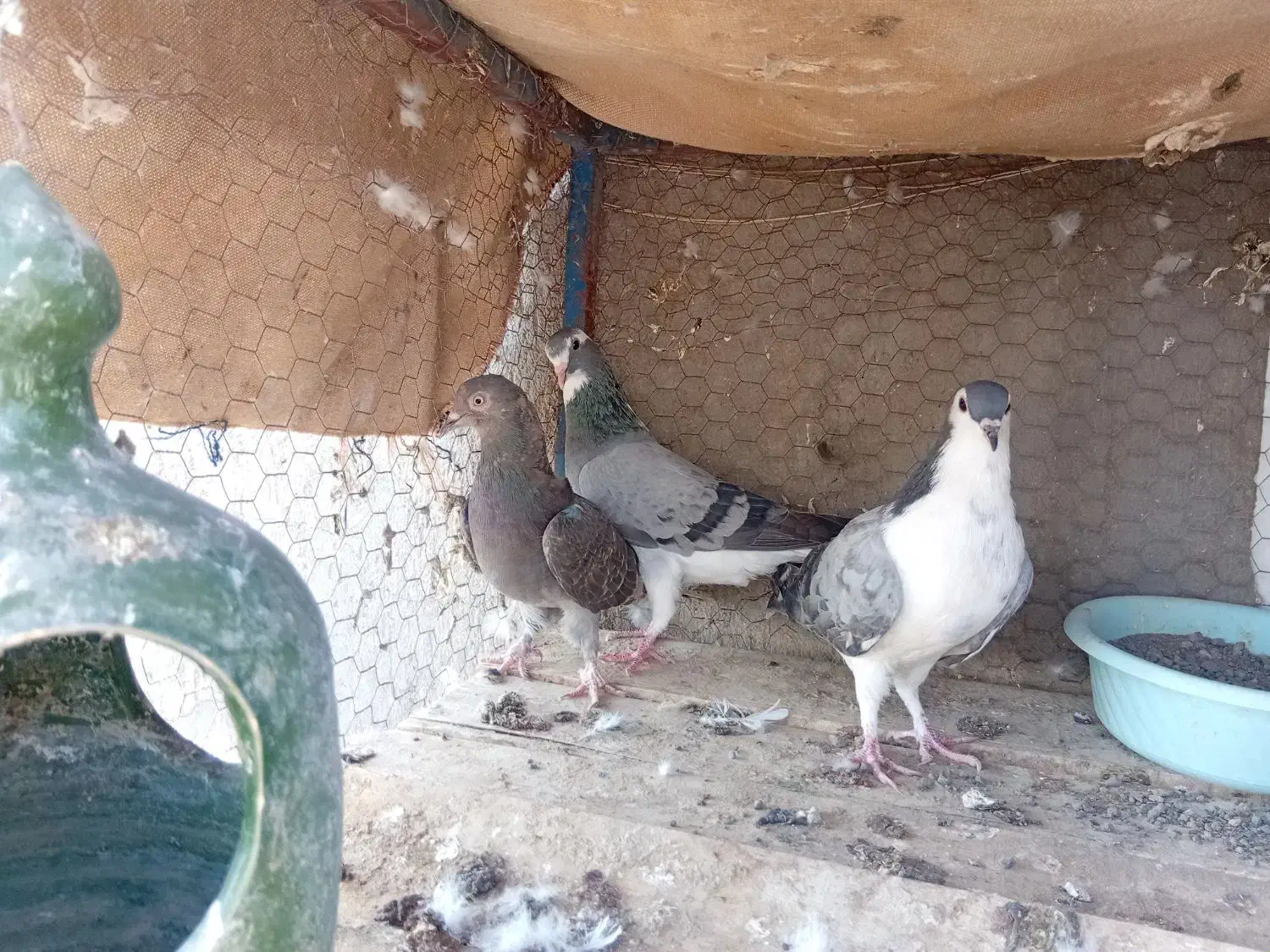 کفتر|پرنده|آران و بیدگل, |دیوار