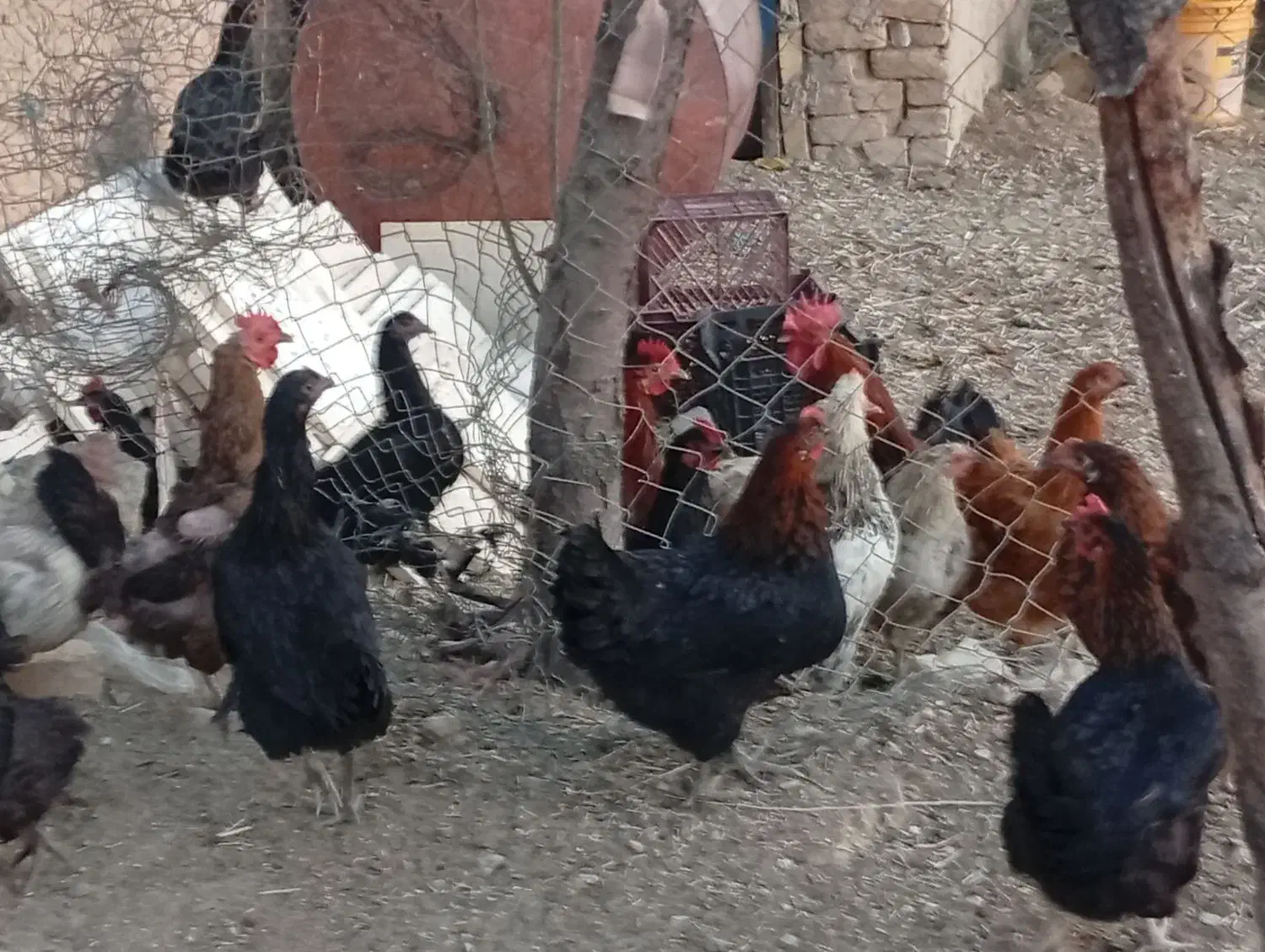 مرغ خروس|پرنده|خرمدشت, |دیوار