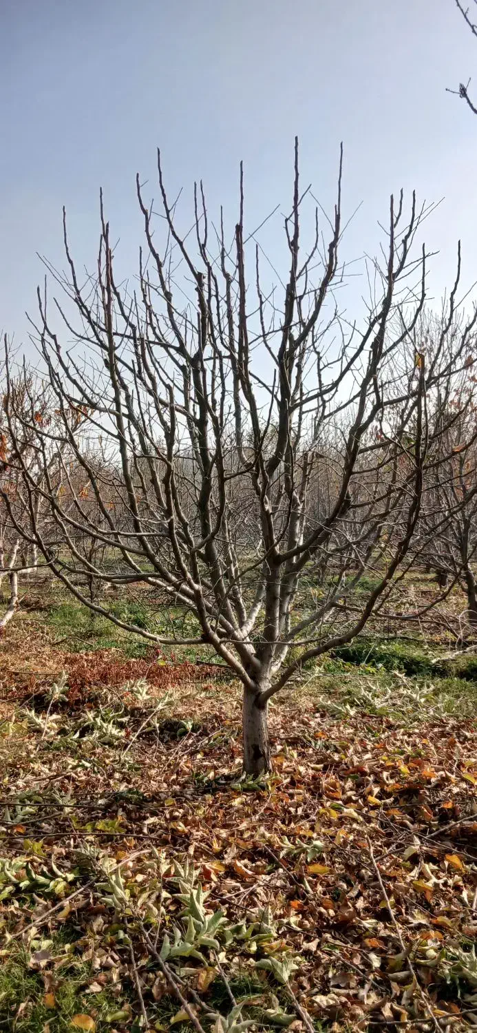 هرس کاری|خدمات باغبانی و درختکاری|نوشین شهر, |دیوار