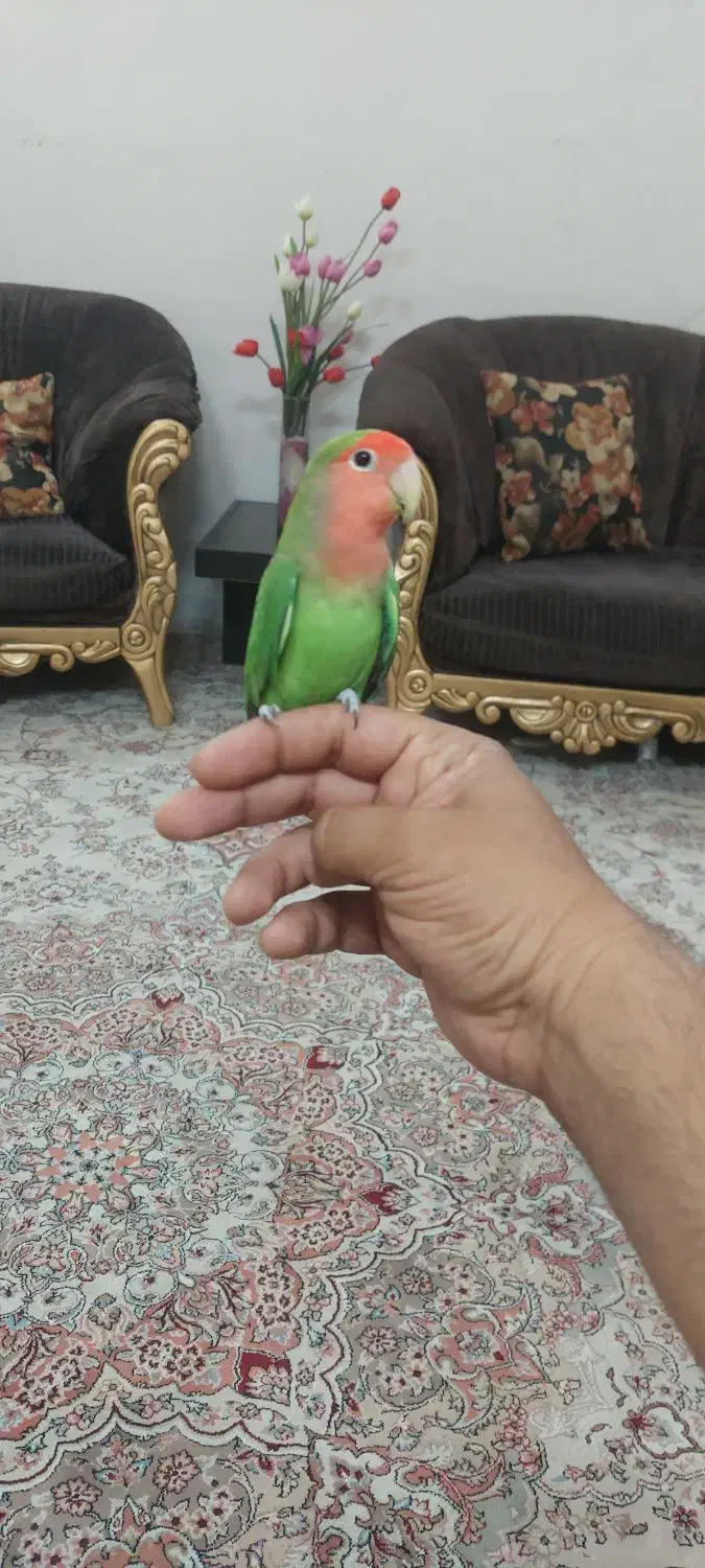 کوتوله دستی و بازیگوش|پرنده|مشهد, امیریه|دیوار