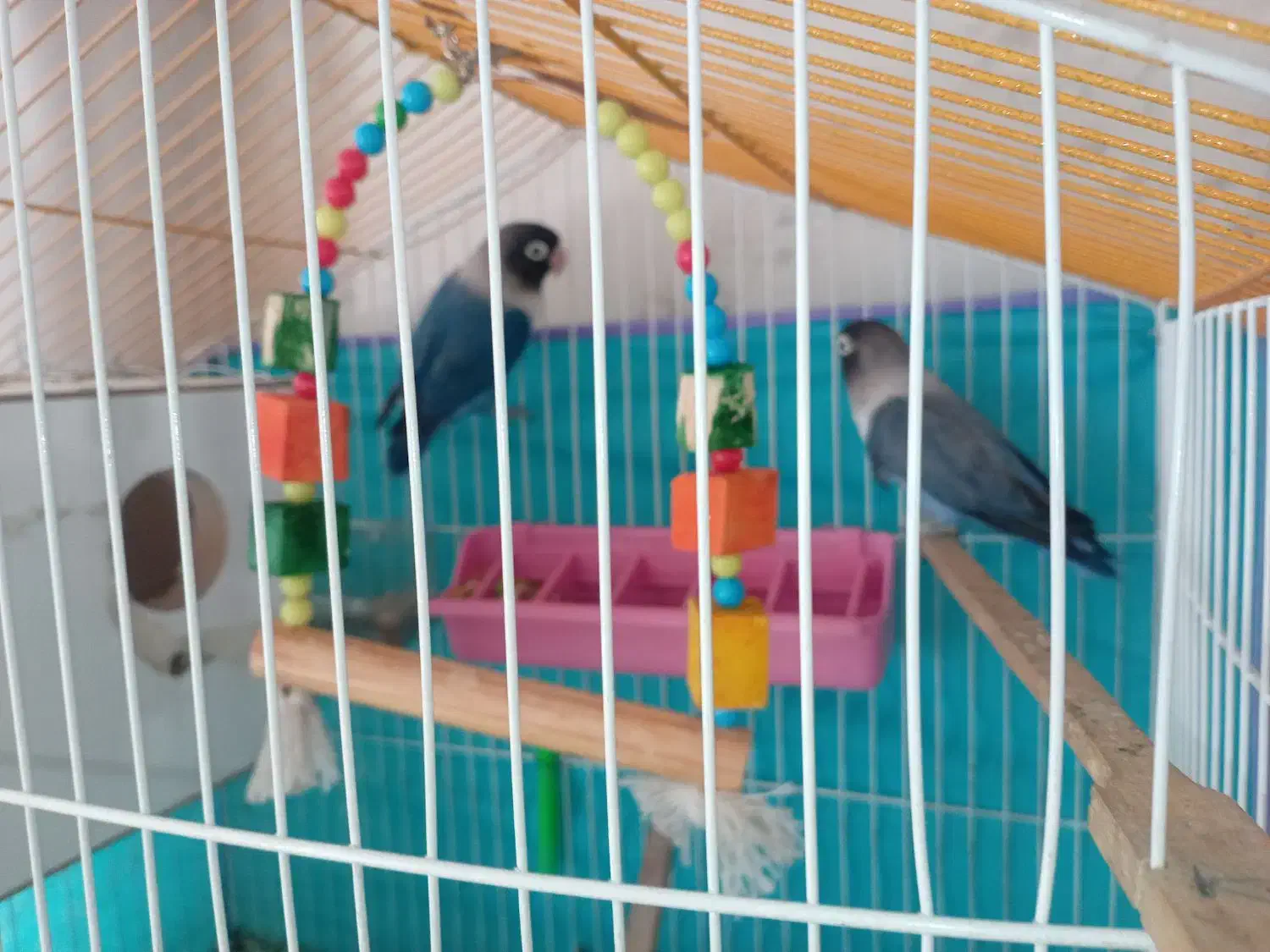 طوطی کوتوله|پرنده|بم, |دیوار