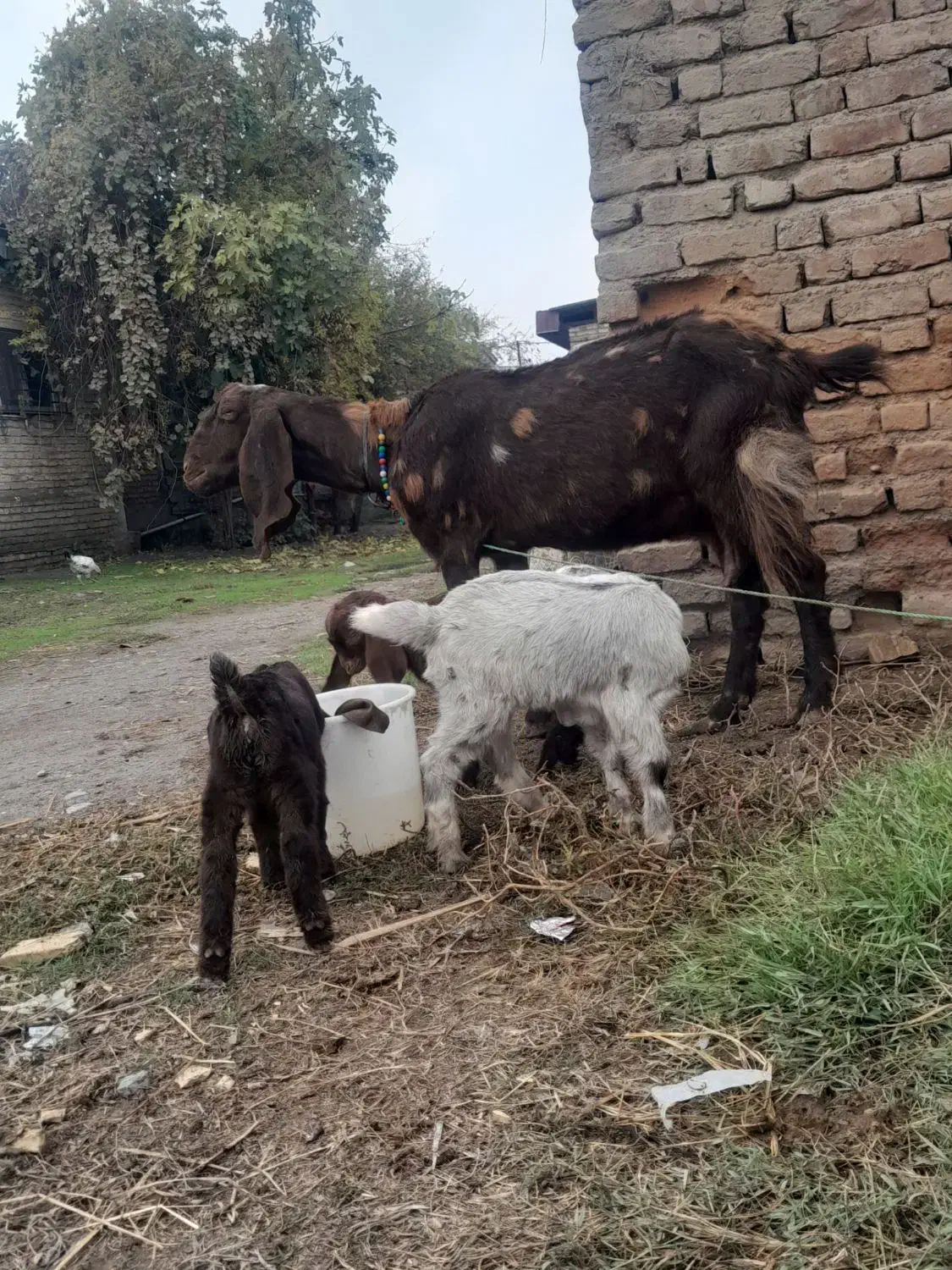 معاوضه با نربره نربز گوساله|حیوانات مزرعه|سرخنکلاته, |دیوار