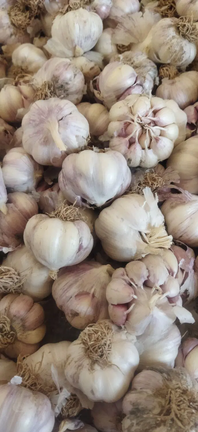 سیر کویر|خوردنی و آشامیدنی|شاهرود, |دیوار