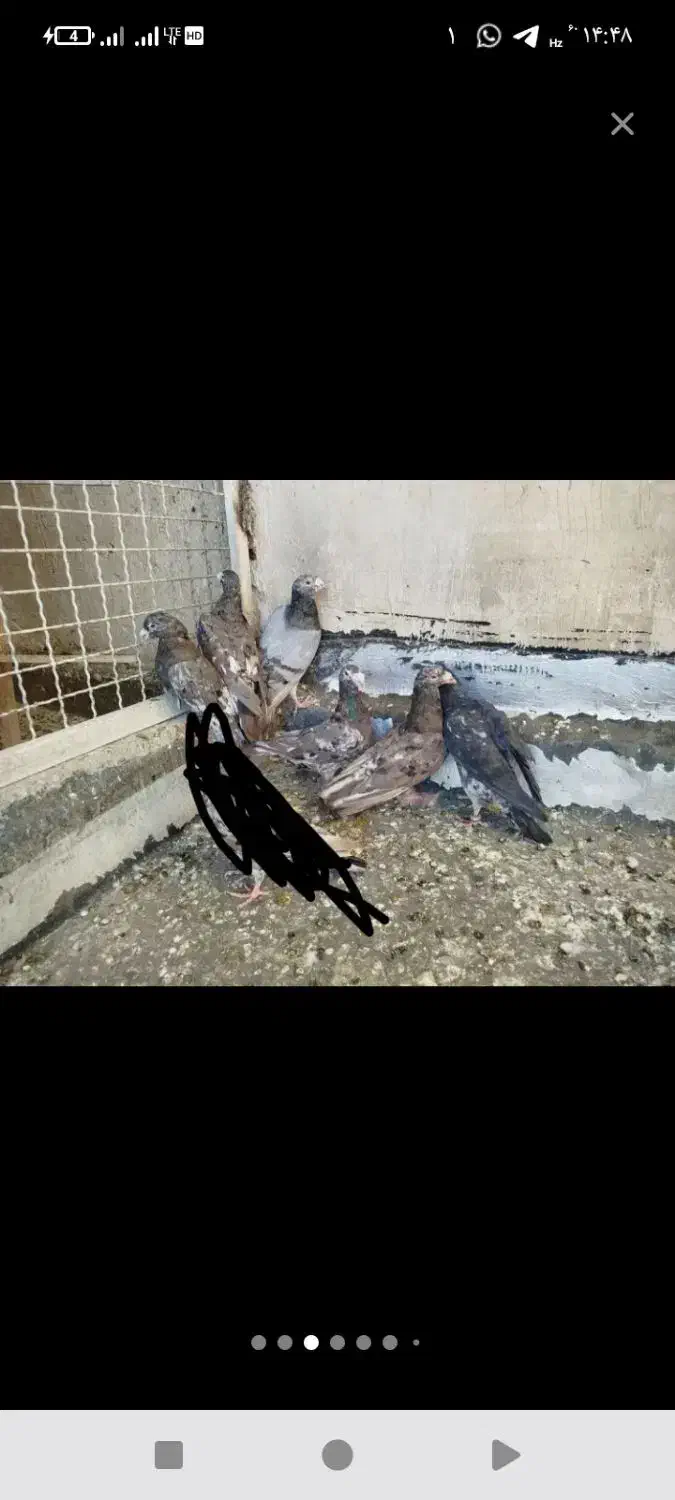 آتم سرور شکلاتی عالی|پرنده|سیلوانه, |دیوار