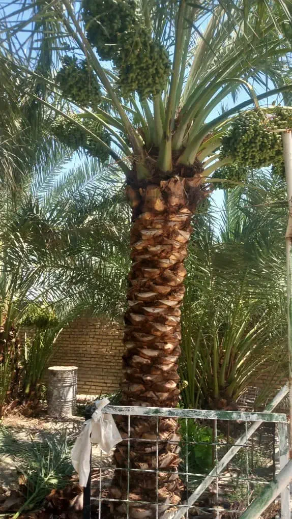 نخل تنه دار بلواری تضمینی|خدمات باغبانی و درختکاری|اهواز, کوی شاهد|دیوار