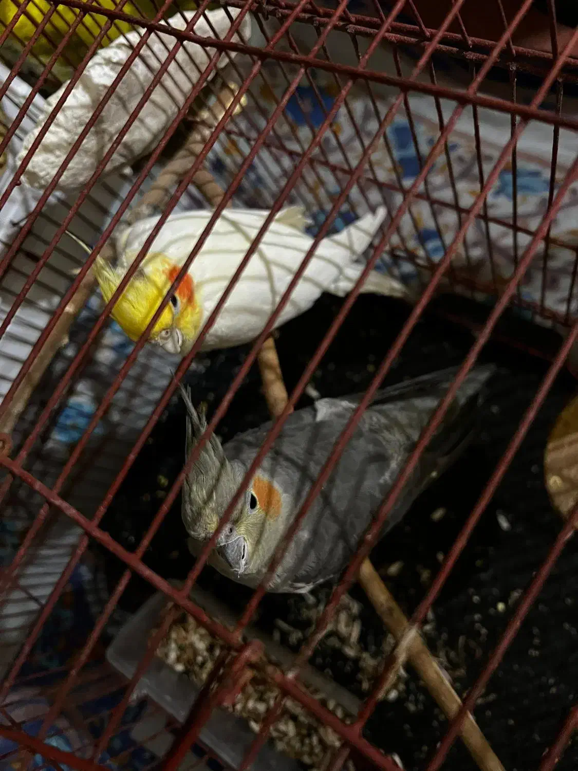 جفت عروس هلندی|پرنده|دوگنبدان, |دیوار