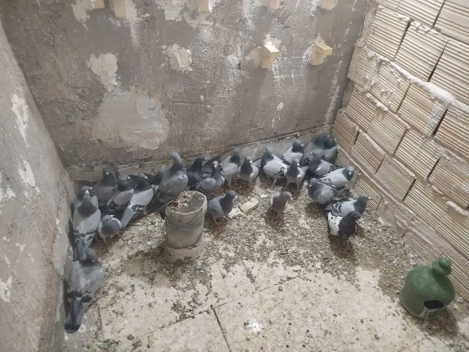 جوجه پلاکی نر پلاکی|پرنده|بافق, |دیوار