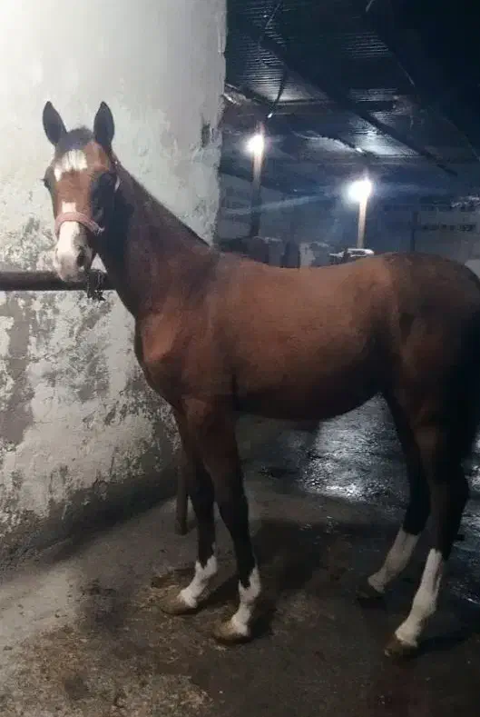 اسب|اسب و تجهیزات اسب‌سواری|شوش, |دیوار