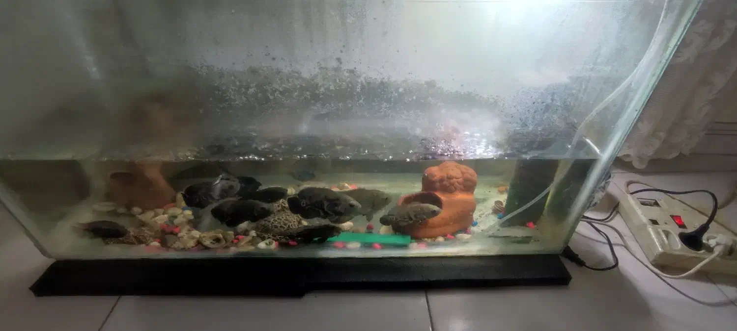 ماهی|ماهی|مشهد, اروند|دیوار