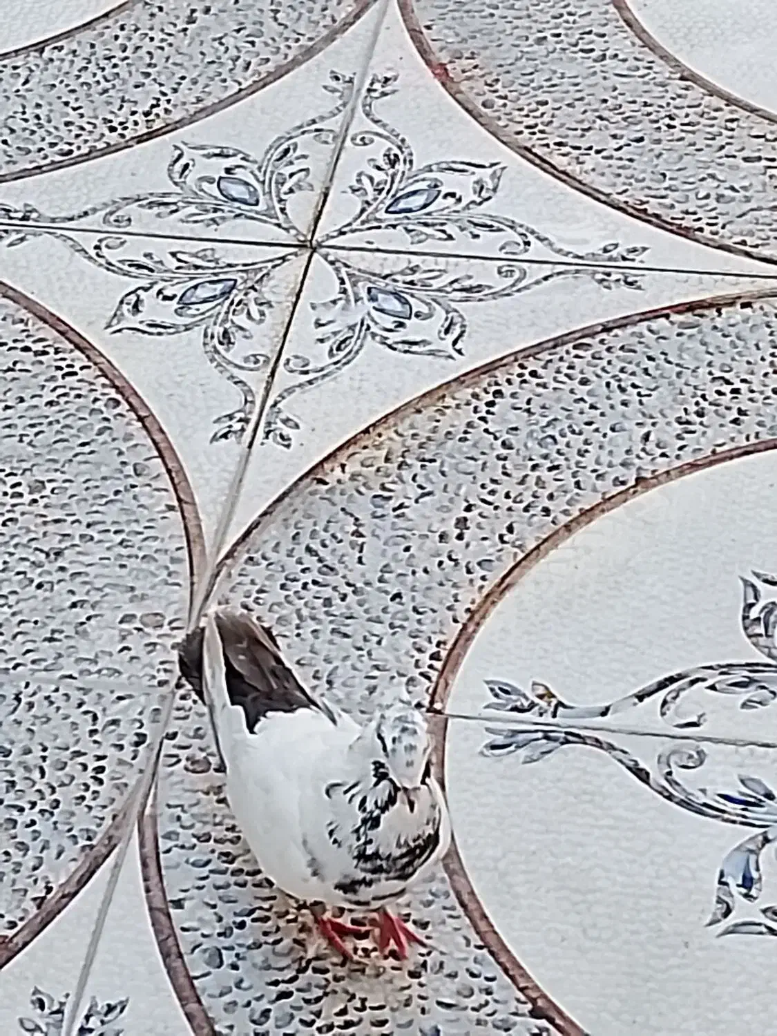 کبوتر دنبی|پرنده|شادگان, |دیوار