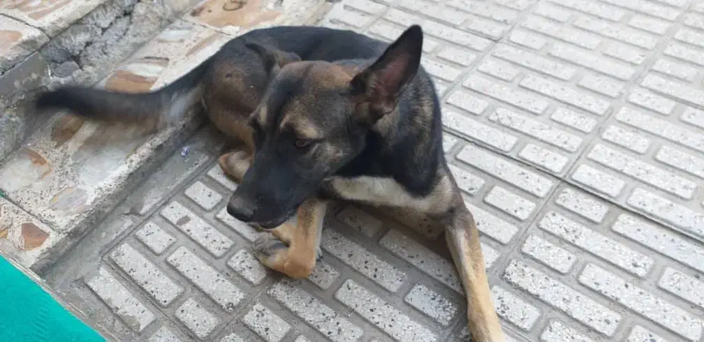 واگذاری نژاد مالی نویز|سگ|قائم‌شهر, |دیوار