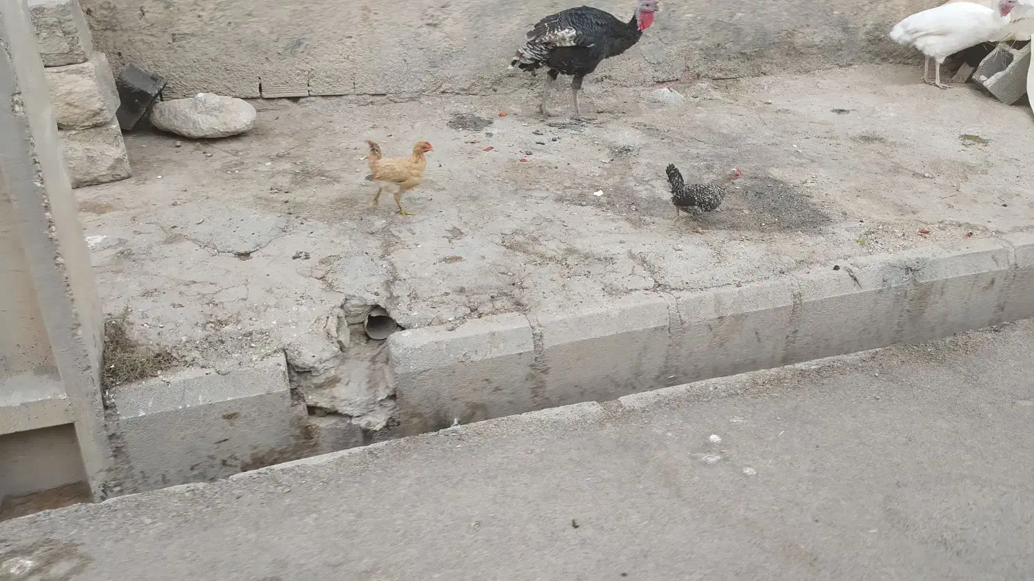 تعدادی مرغ تخم گذار قلعه تل|حیوانات مزرعه|باغ ملک, |دیوار