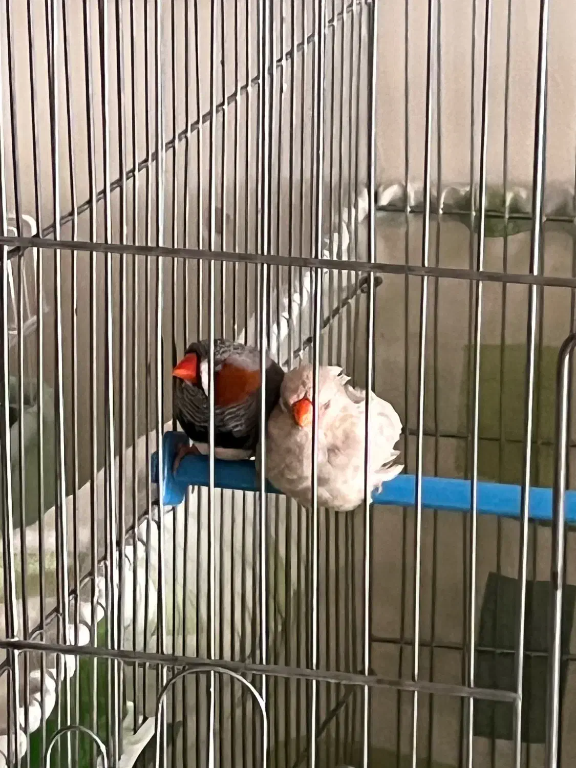 فروش فنچ|پرنده|محمدشهر, ولدآباد|دیوار