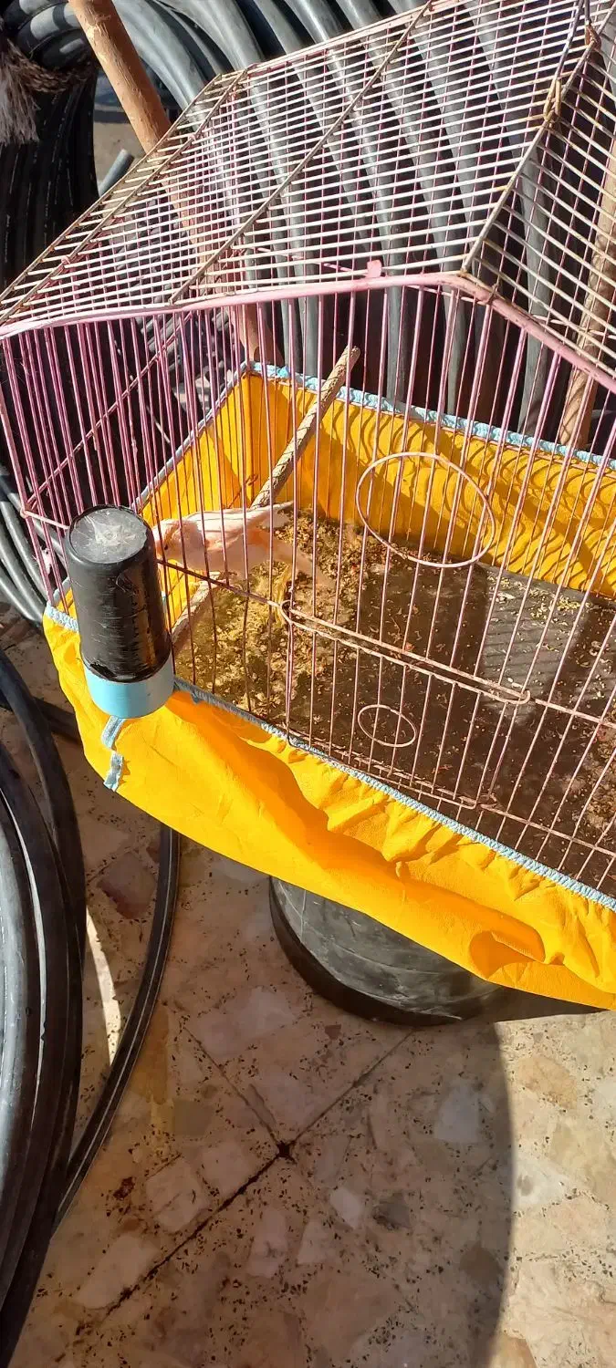 شهرستان حمیدیه|پرنده|حمیدیه, |دیوار