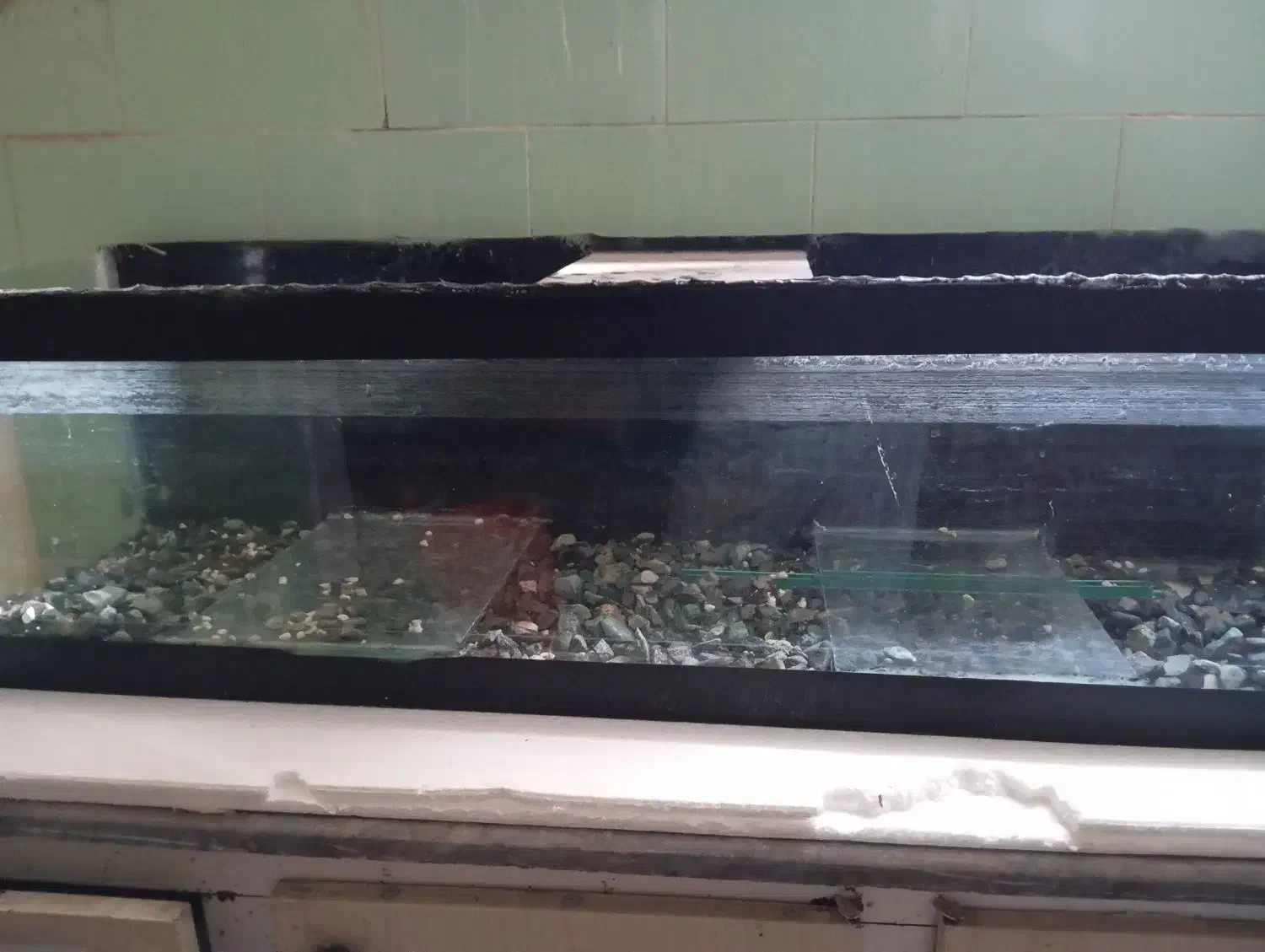 آکواریوم|ماهی|کاشمر, |دیوار