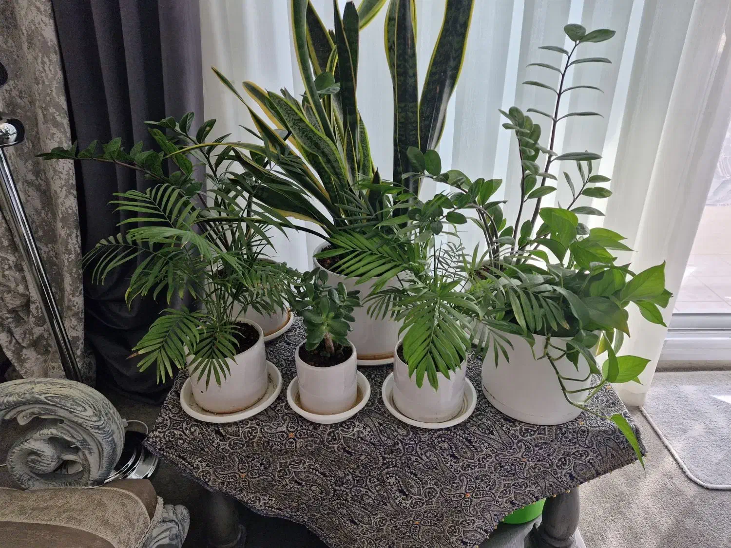 گل طبیعی|گل و گیاه طبیعی|اصفهان, خوراسگان|دیوار